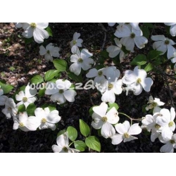 krzewy Dereń kwiecisty K30