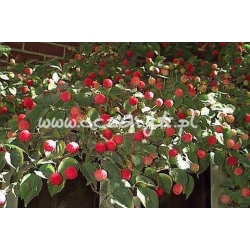 krzewy Dereń kwiecisty K30