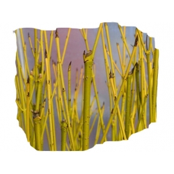 krzewy Dereń rozłogowy K127