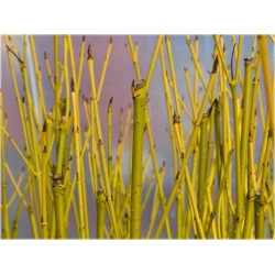 krzewy Dereń rozłogowy K127