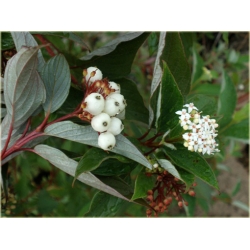 krzewy Dereń rozłogowy K127