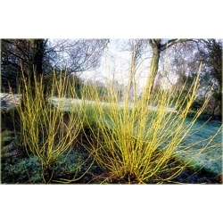 krzewy Dereń rozłogowy K127