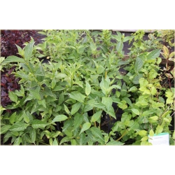 krzewy Dereń rozłogowy K127