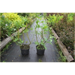 krzewy Dereń rozłogowy K127