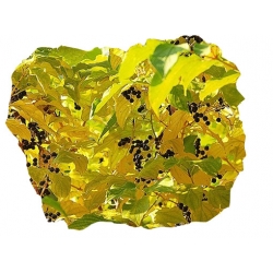 krzewy Dereń świdwa Winter Beauty K122