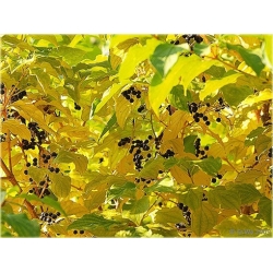 krzewy Dereń świdwa Winter Beauty K122