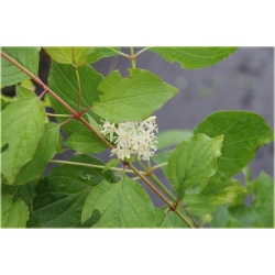 krzewy Dereń świdwa Winter Beauty K122