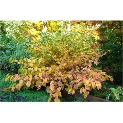 krzewy Dereń świdwa Winter Beauty K122