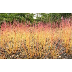 krzewy Dereń świdwa Winter Beauty K122