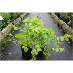 krzewy Dereń świdwa Winter Beauty K122