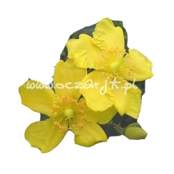 krzewy Dziurawiec Hidcote K70