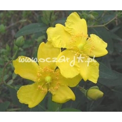 krzewy Dziurawiec Hidcote K70