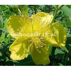 krzewy Dziurawiec Hidcote K70