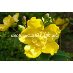 krzewy Dziurawiec Hidcote K70