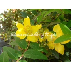 krzewy Dziurawiec Hidcote K70