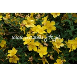 krzewy Dziurawiec Hidcote K70