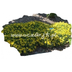 krzewy Dziurawiec kielichowaty K51