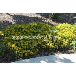 krzewy Dziurawiec kielichowaty K51