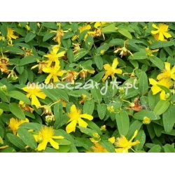 krzewy Dziurawiec kielichowaty K51