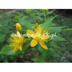 krzewy Dziurawiec kielichowaty K51