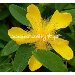 krzewy Dziurawiec kielichowaty K51