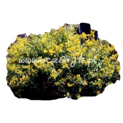 krzewy Dziurawiec łuskowaty K18