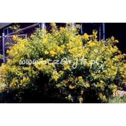 krzewy Dziurawiec łuskowaty K18