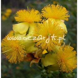 krzewy Dziurawiec łuskowaty K18