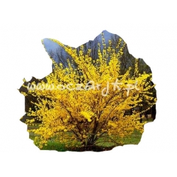 krzewy Forsycja Lynwood Gold K41