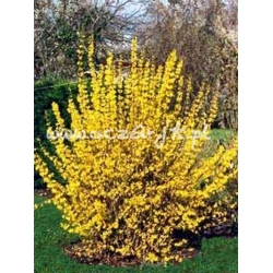 krzewy Forsycja Lynwood Gold K41