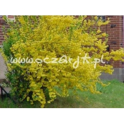 krzewy Forsycja Lynwood Gold K41