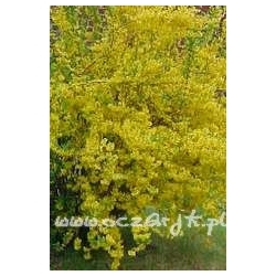 krzewy Forsycja Lynwood Gold K41