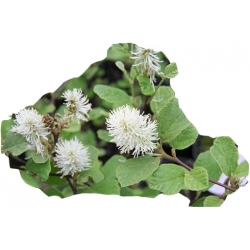 krzewy Fotergilla Fothergilla K189