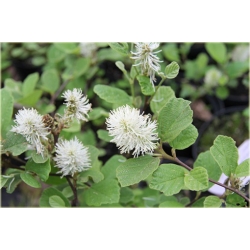 krzewy Fotergilla Fothergilla K189