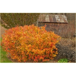 krzewy Fotergilla Fothergilla K189