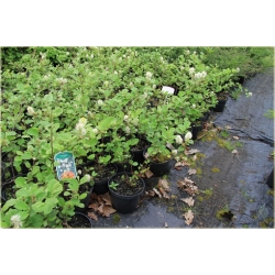 krzewy Fotergilla Fothergilla K189