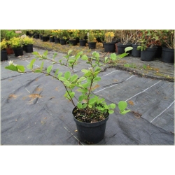 krzewy Fotergilla Fothergilla K189