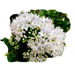 krzewy Hebe bukszpanowata K74