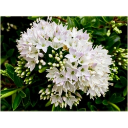 krzewy Hebe bukszpanowata K74