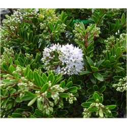 krzewy Hebe bukszpanowata K74