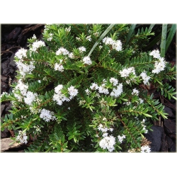 krzewy Hebe bukszpanowata K74