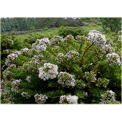 krzewy Hebe bukszpanowata K74