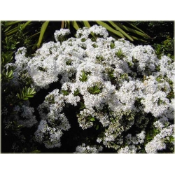 krzewy Hebe bukszpanowata K74