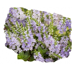 krzewy Hebe Margret K111