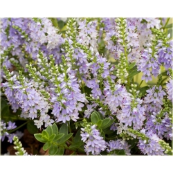 krzewy Hebe Margret K111