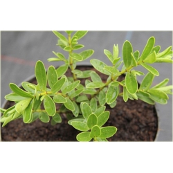 krzewy Hebe Margret K111
