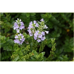 krzewy Hebe Margret K111