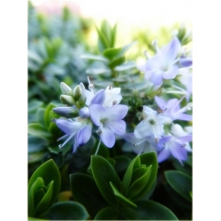 krzewy Hebe Margret K111