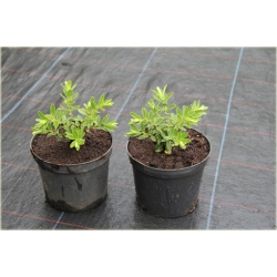 krzewy Hebe Margret K111