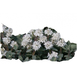 krzewy Hebe pinguifolia Pagei K108